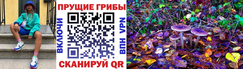 Купить где  Зерноград  Псилоцибиновые грибы MAGIC MUSHROOMS 